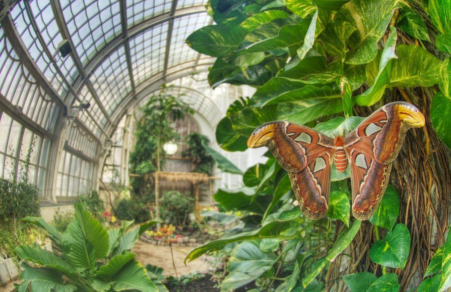 Panoramablick im Schmetterlinghaus mit Atlasspinner