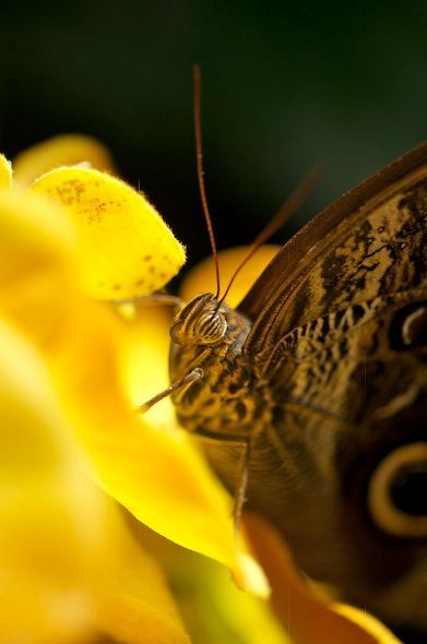 Caligo eurilochus auf einer Blüte