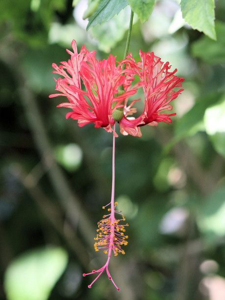 Hibiskus-Blüte aus nächster Nähe