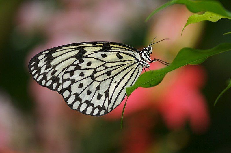 Idea leuconoe