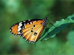 Monarchfalter im Schmetterlinghaus