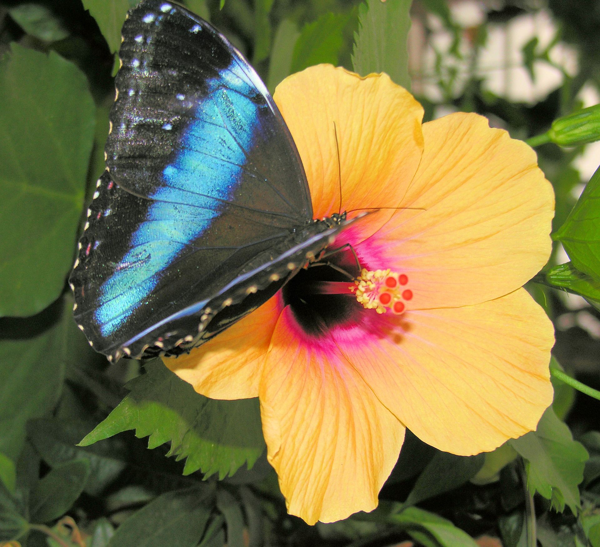 Morpho peleides